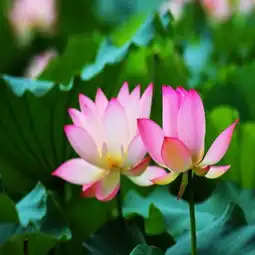 莲花图片,莲花图片大全