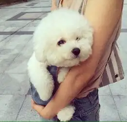 像棉花糖一样的比熊犬萌化了转