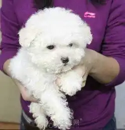 南昌宠物店出售纯种比熊狗狗,3oo一只,可上门挑选