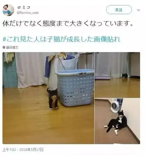 岁月这把无情刀,糊了暹罗的毛,肥了橘猫的腰,幻灭无数小奶猫
