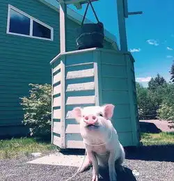 宠物猪头像,猪的头像萌的微信头像