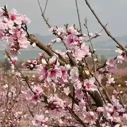 藏不住了这几个刷屏朋友圈的泰安网红景点,快计划4月去打卡