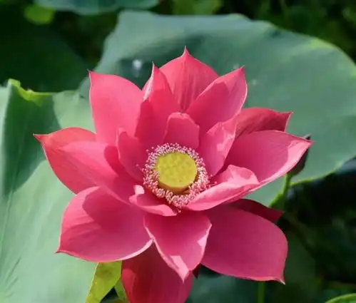 好看更好吃快来认识一下这个夏日至宝