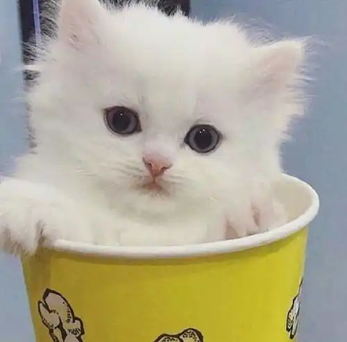 小奶猫的日常,你的小可爱突然出现,网友简直是萌化了