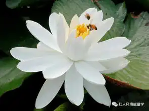 善良,是佛前的一朵莲花