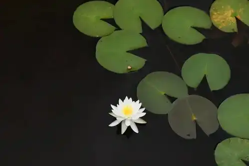 暗调背景荷花照,用这几个方法就能实现
