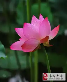 会做都可以邓小英求职简历乐安人才网乐安之窗