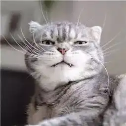 社会猫表情包抖音上特别拽的猫