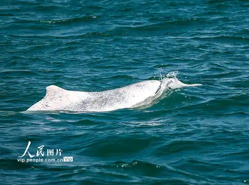 广西钦州中华白海豚逐浪三娘湾