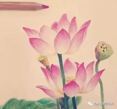 这叫荷花定律效果惊人