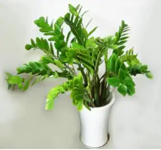 养什么植物最旺财运十二生肖各不同