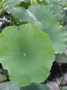 我和花儿有个约会云南丘北县普者黑荷花