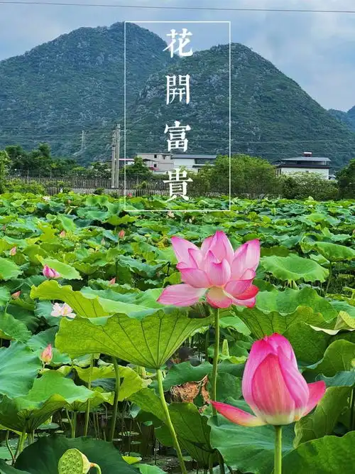 别再去网上找花开富贵的头像了,亲自来桂林这些地方拍一张吧
