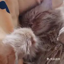 电话,地址,价格,营业时间北京宠物