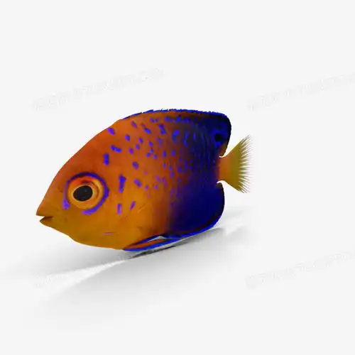 海底世界之蓝色斑点鱼png图片素材免费下载世界png20482048像素熊猫办公