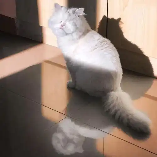 猫虽然没有眼睛,但我仍能看得见