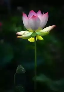 三百年红尘轮回,唯我一人而已