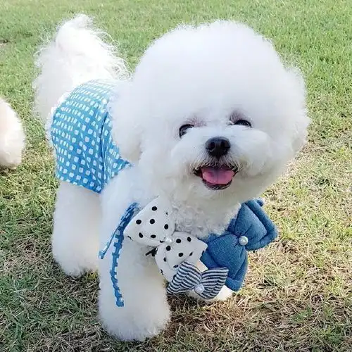 怎么养好萌萌的小比熊犬你不可错过的比熊攻略