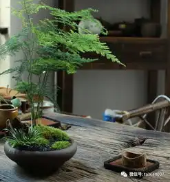 植一盆禅意苔藓盆栽