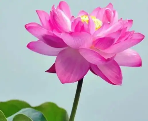 心理测试哪朵荷花最有感觉测你在异性眼中算珍品还是廉价品