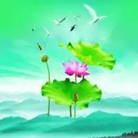 微信头像荷花图片大全微信头像图片大全