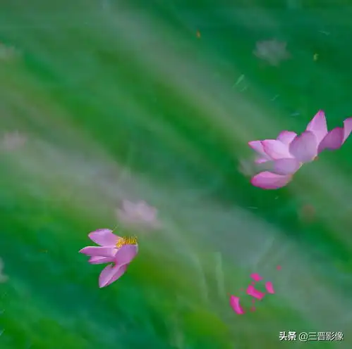 荷花应当如何拍,我的体会和感悟是这样的
