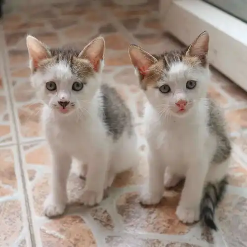 四只软糯小奶猫求包...
