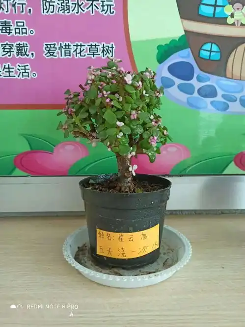 卧虎山小学教室布置满绿意班级文化展慧心