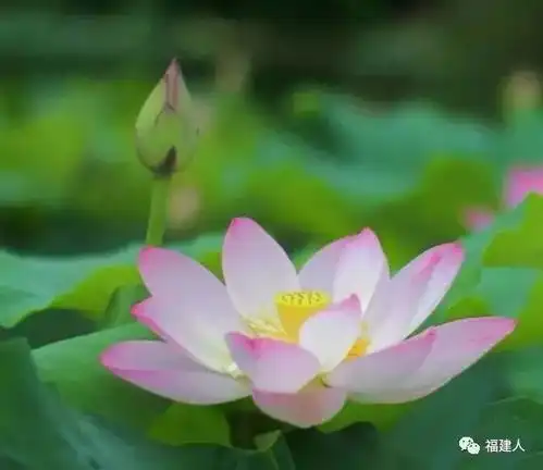荷花开啦福州最美的荷塘月色都在这里了,赶紧收藏