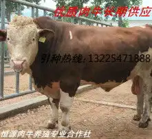 黄页88高清图片
