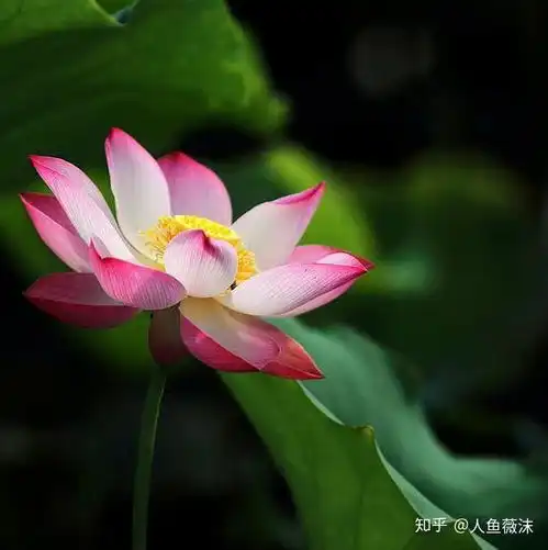 测试一个超长简介的文章