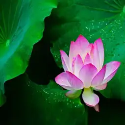 莲花图片,莲花图片大全