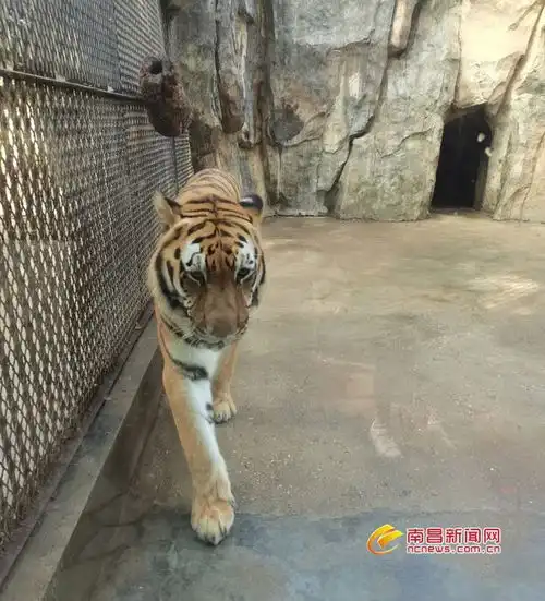 虎年沾虎气不亦乐虎记者走进动物园探班老虎