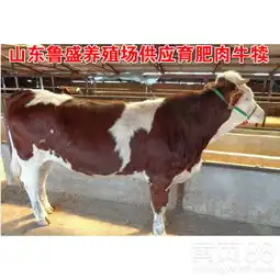 西门塔尔牛犊的价格利木赞牛牛犊价格-黄页88网