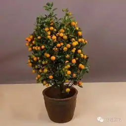 盆,容大千世界景,收万法自然
