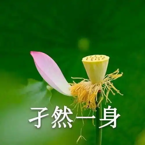 有哪些不用被爸妈diss的头像