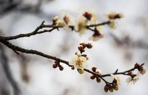 短期多云为主1516日有降温