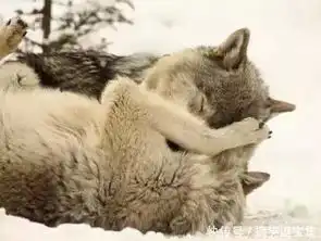 两只大灰狼秀恩爱,一副二哈既视感,灰太狼原型再现