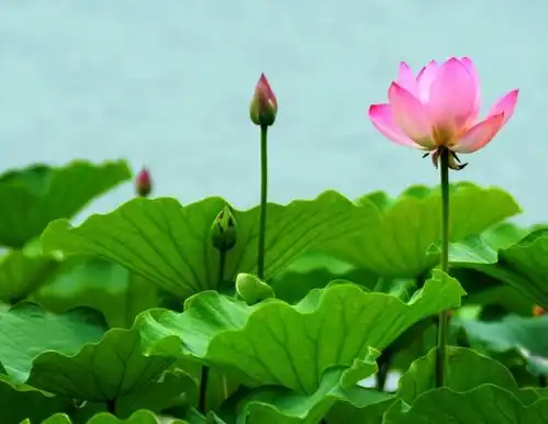 6月起,喜鹊报喜,4属相乐多忧少,吉星照耀,金玉满堂