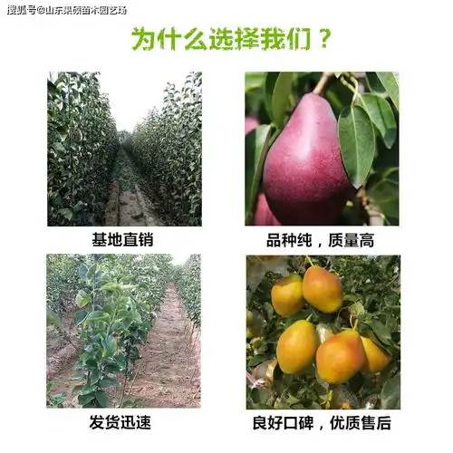 玉露香梨树苗品种介绍玉露香梨树苗栽植环境与园地选址