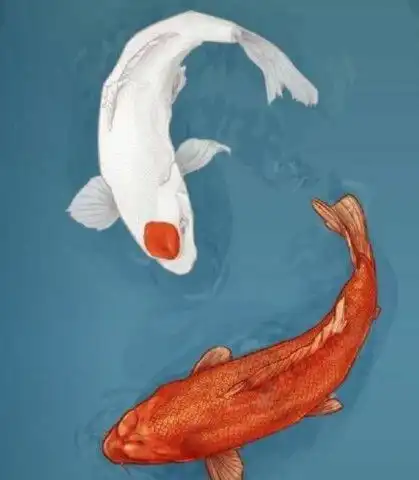 心理测试4个锦鲤,选一个,测你今生有没有富贵命