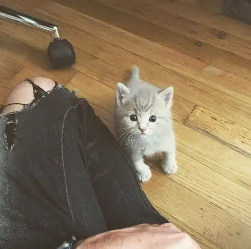 不想养猫,却捡到一只小奶猫,没想到命运就此改变
