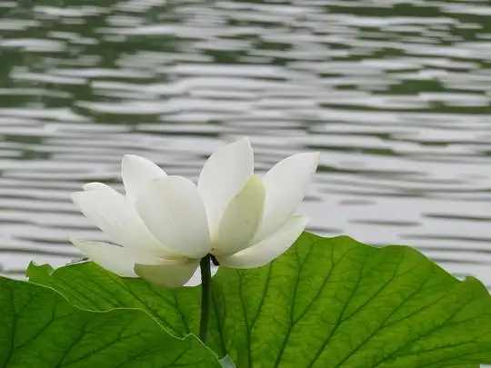夕阳的相册花景让人心动