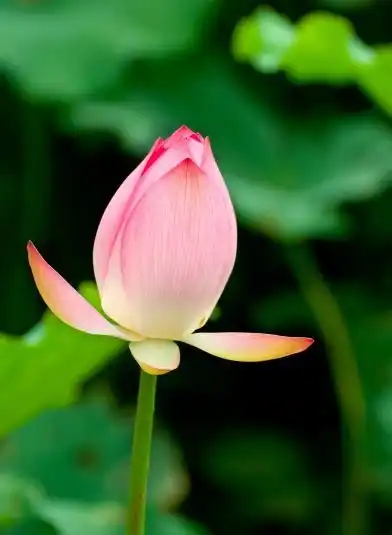 到了4月底,霉运散好运来,4属相事业步步高升,前程一片光明