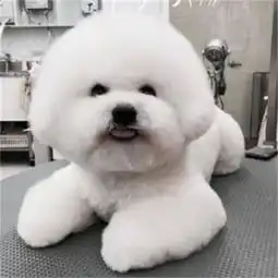 五个月比熊一直拉稀怎么办,5个月比熊拉肚子