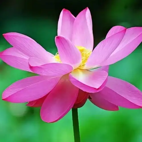铁汁们,谁知道关于莲花的头像啊