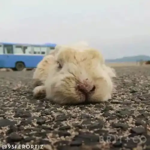 旅游丨来这5座萌翻你的小岛,看看动物理想中的生活