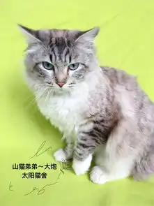 养只小老虎,是什么感受
