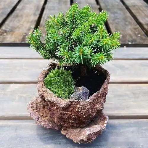 适合雅室的禅意小盆景奢华易得品位难求