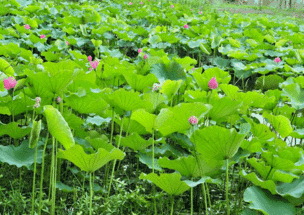 轻盈灵动的水中仙子南湖荷花为您绽放